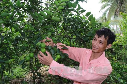 Chanh trái vụ cho thu nhập hơn 200 triệu đồng/ha